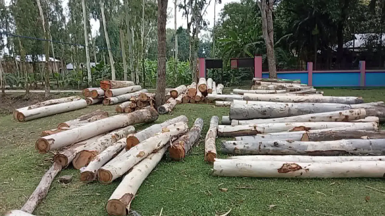 জামায়াত ও আ.লীগ নেতার বিরুদ্ধে অর্ধশত গাছ কাটার অভিযোগ