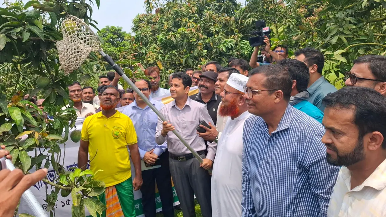 হাঁড়িভাঙা আমের বাজারজাত শুরু