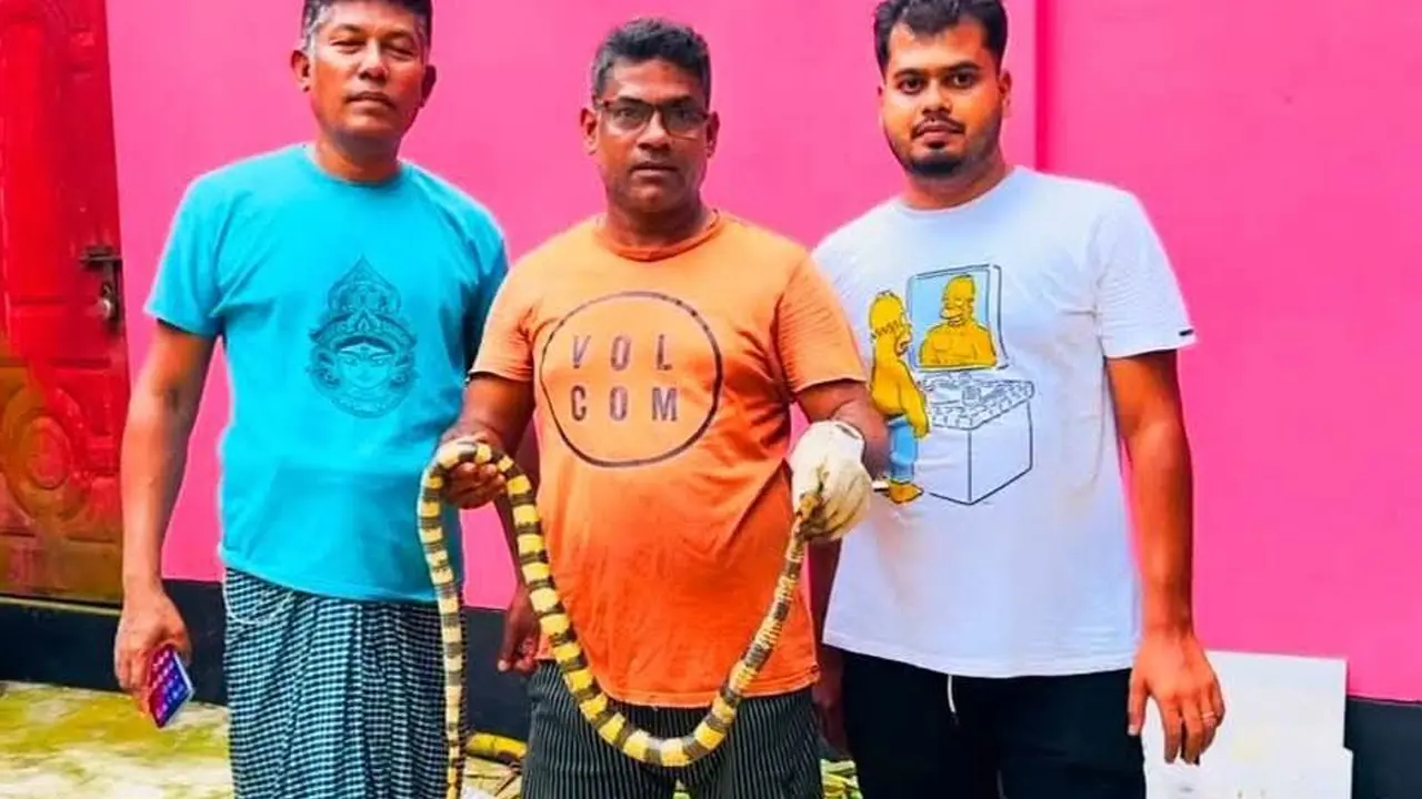 মৌলভীবাজারে বিষধর শঙ্খিনী সাপ উদ্ধার