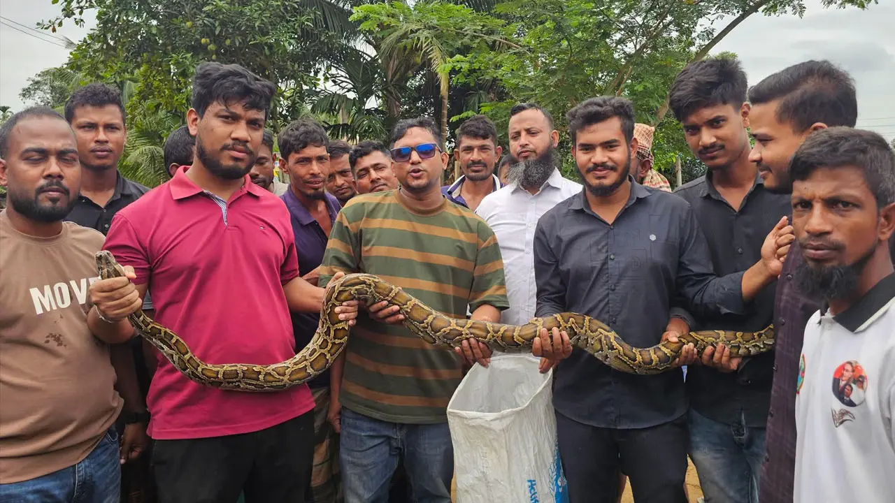 খাগড়াছড়িতে জালে আটকা পড়ল বার্মিজ অজগর, বন বিভাগে হস্তান্তর