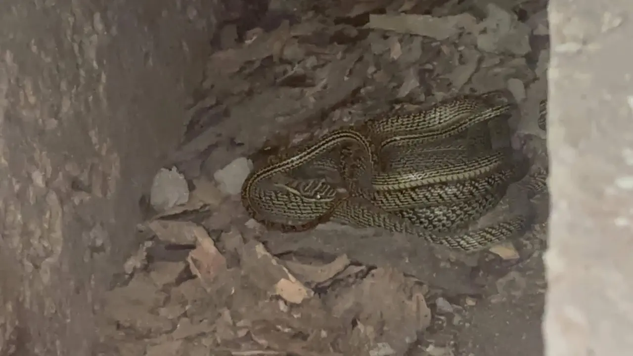 বরিশাল ডিআইজি কার্যালয় থেকে ২ জোড়া কালনাগিনী সাপ উদ্ধার