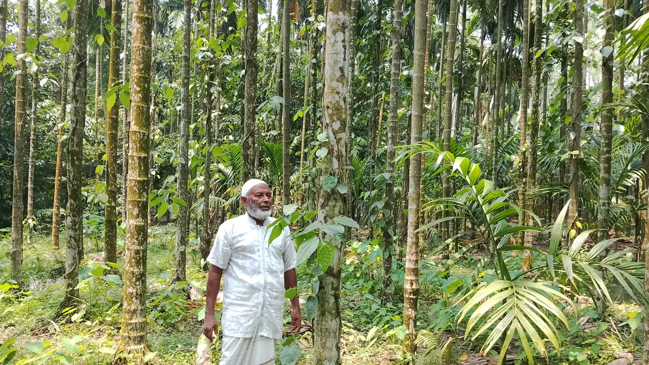 ২০ একর জমিতে ৫০ হাজার সুপারি গাছ, চার ভাইয়ের বছরে আয় কোটি টাকা
