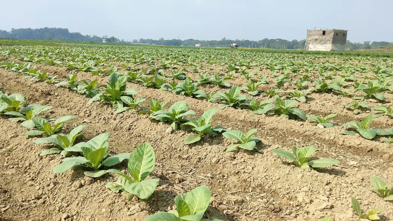 চট্টগ্রাম-কক্সবাজারে বাড়ছে তামাক চাষ, গ্রাস করছে খাদ্যশস্যের জমি