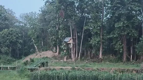 বন্যহাতির করিডোরে প্রতিবন্ধকতা, বন দখল করে টংঘর নির্মাণের অভিযোগ
