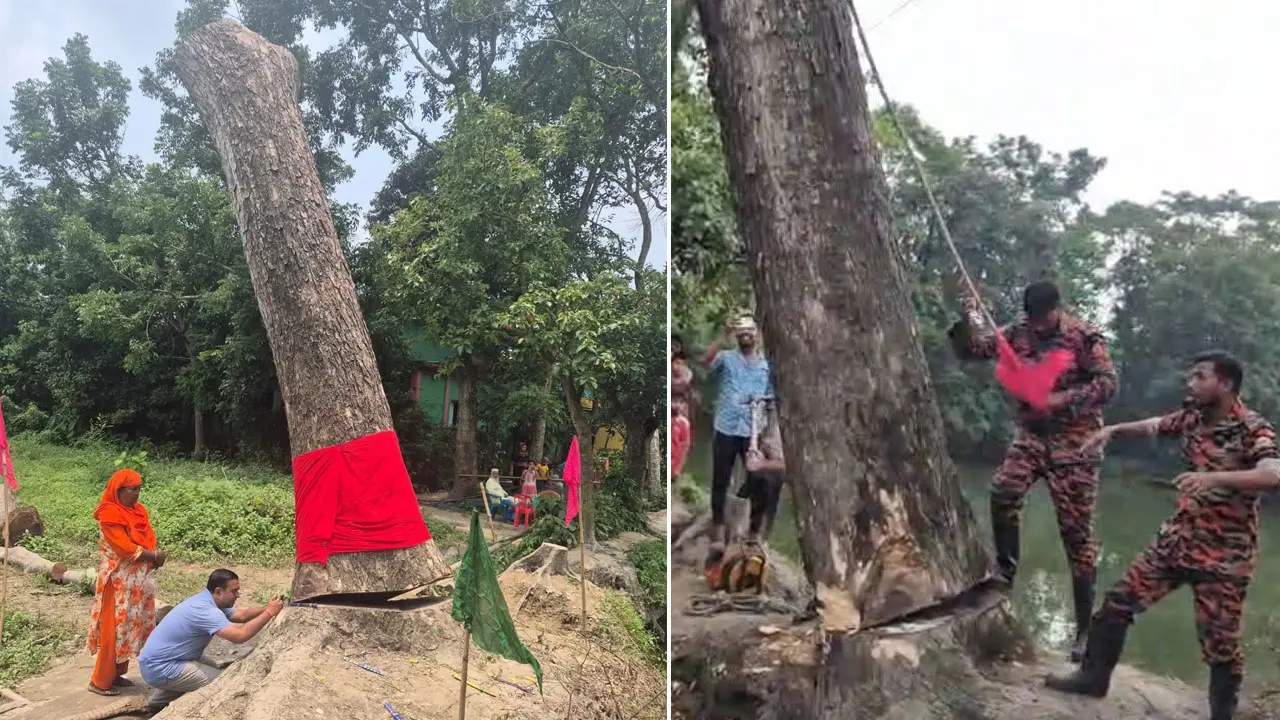 ব্রাহ্মণবাড়িয়ায় কেটে ফেলা হলো সেই গাছ