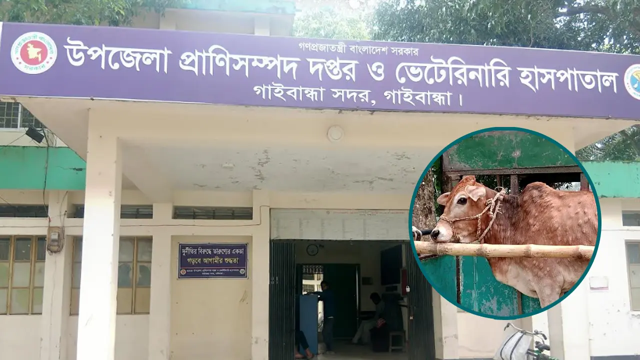 লাম্পিতে মরছে গরু, ভুয়া চিকিৎসকের ফাঁদে নিঃস্ব গাইবান্ধার খামারিরা