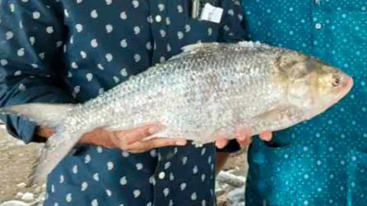 এক ইলিশ সাড়ে ৮ হাজারে বিক্রি