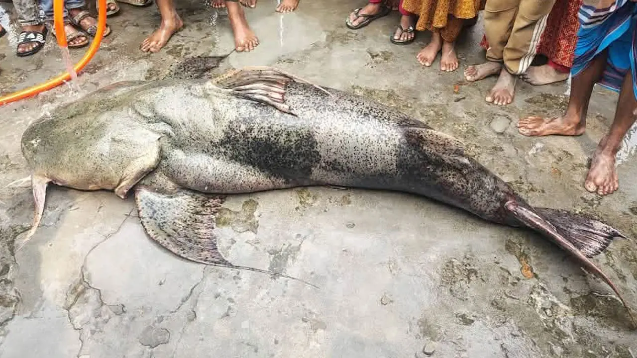 যমুনা নদীতে জেলের বড়শিতে ধরা পড়ল ১০৫ কেজির বাগাড়