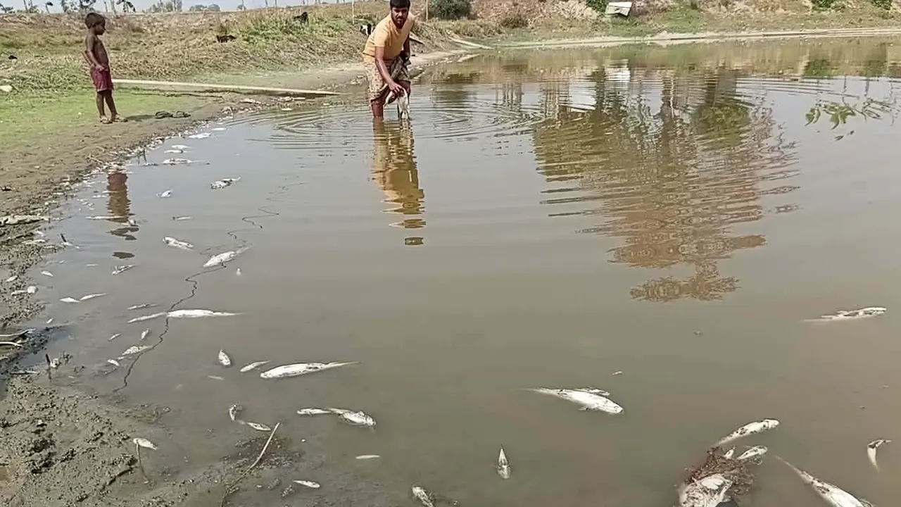 গাইবান্ধায় পুকুরে বিষ প্রয়োগে ৩০০ মণ মাছ নিধনের অভিযোগ