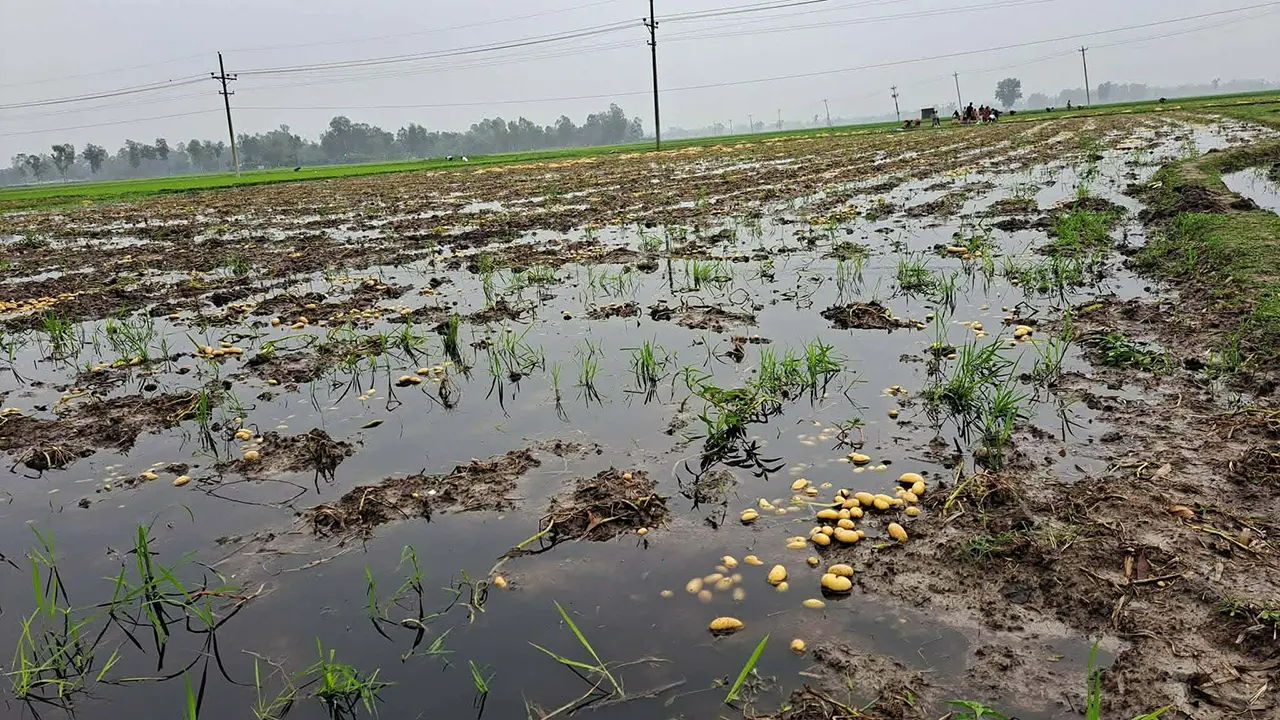 গাইবান্ধায় হঠাৎ বৃষ্টিতে আলু খেতে পানি, দুশ্চিন্তায় কৃষক