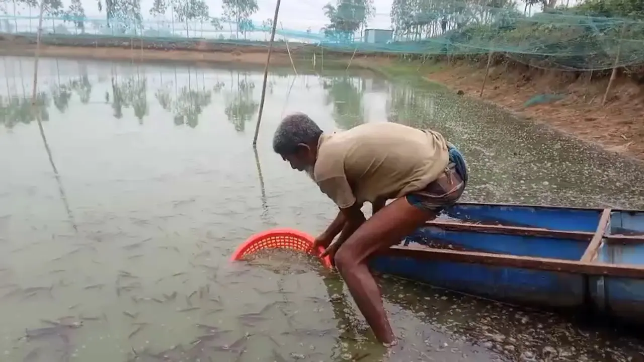 জয়পুরহাটে বিষ দিয়ে দুই পুকুরের মাছ নিধন, ক্ষতি ১৮ লাখ