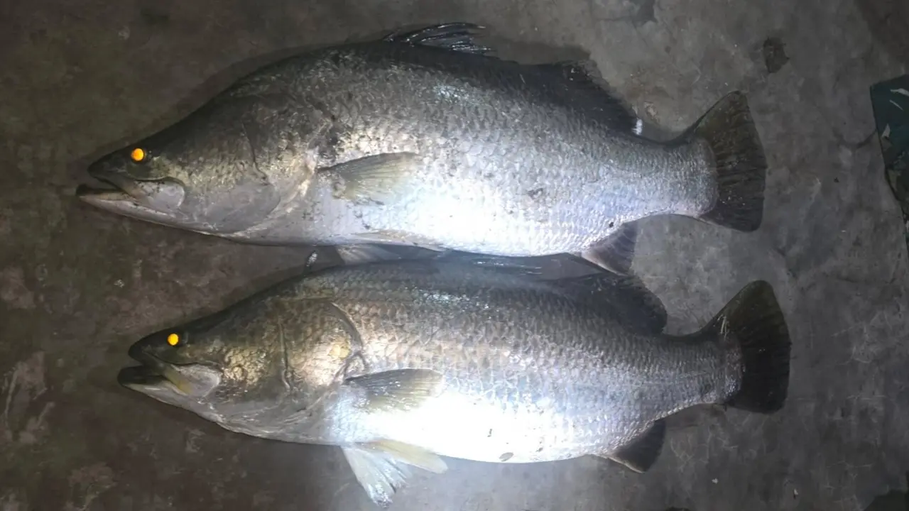 নোয়াখালীর পুকুরে মিলল ২৬ কেজির দুই কোরাল মাছ