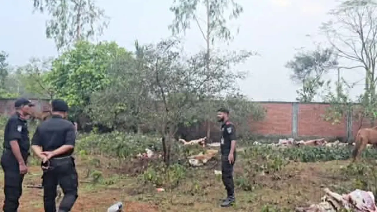 রাতের আঁধারে ৯ ঘোড়া জবাই, অভিযানে ১১টি জীবিত উদ্ধার