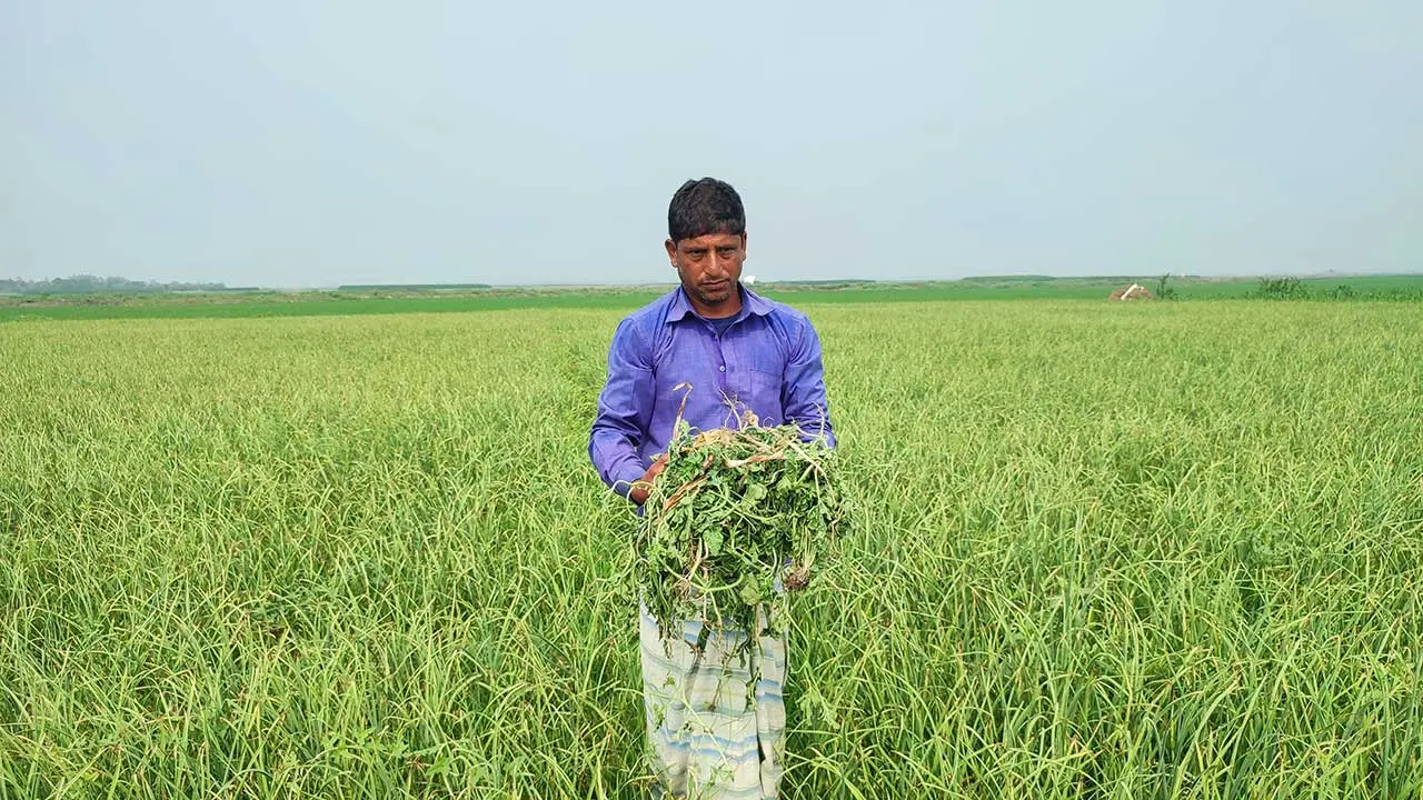 কাজে না নেওয়ায় ৭ বিঘা জমির তরমুজের গাছ নষ্ট করলেন নারী শ্রমিক