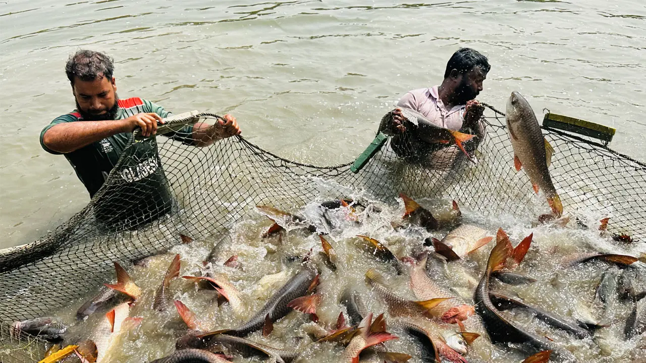 পাঙাশের ভ্যাকসিনে মৎস্যখাতে নতুন সম্ভাবনার হাতছানি