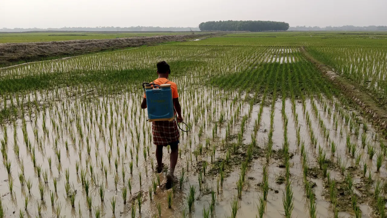 অনাবৃষ্টি-সেচ সংকটে মৌলভীবাজারে বোরো ধানে পোকার আক্রমণ