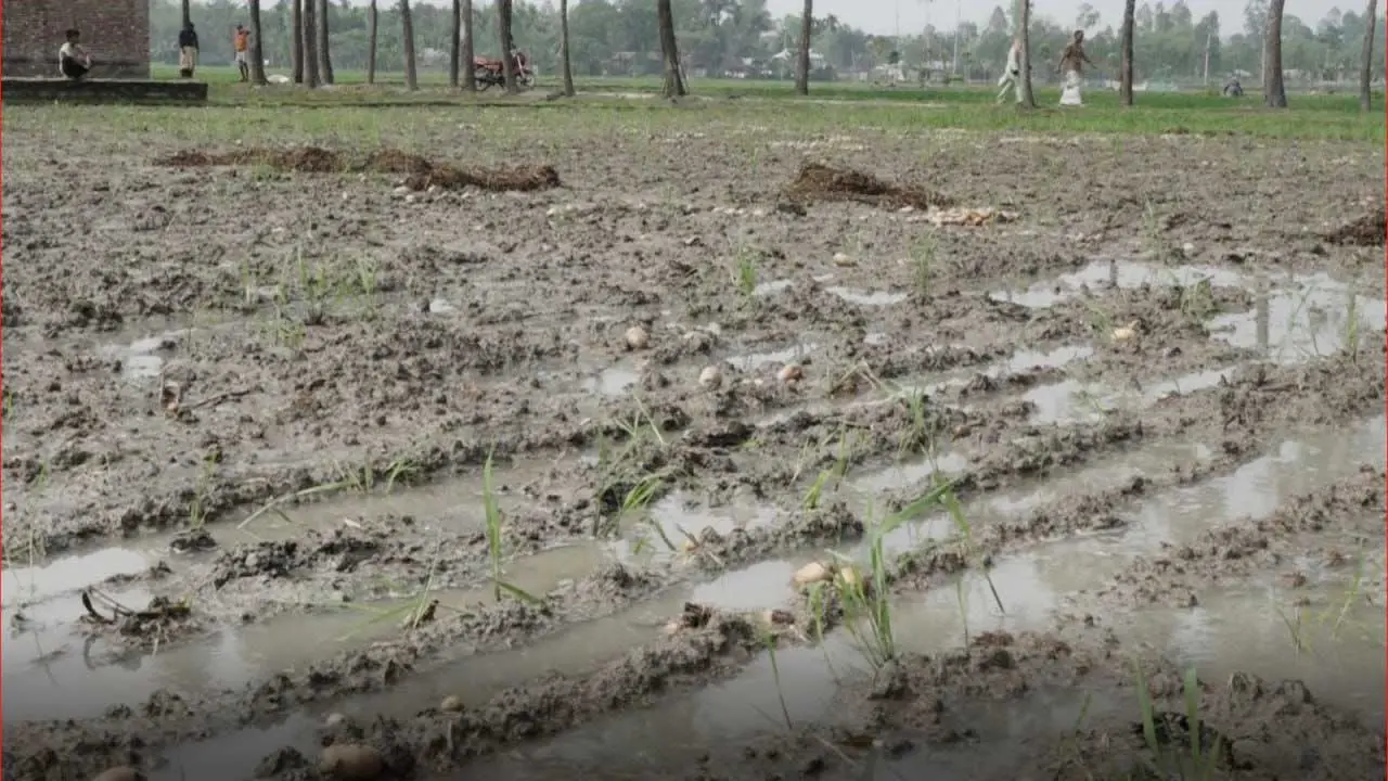 হঠাৎ বৃষ্টিতে কপাল পুড়ল আলু চাষিদের