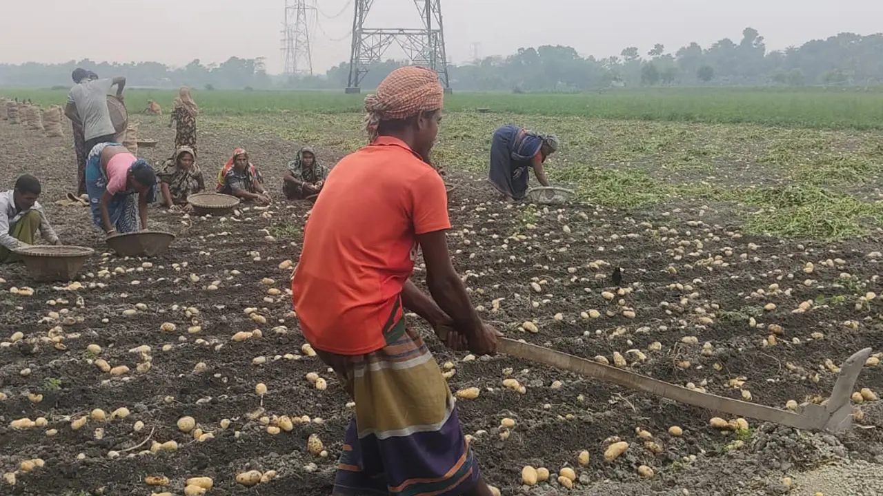 আলুর ভালো ফলন হলেও লোকসানের আশঙ্কায় চাঁদপুরের কৃষকরা