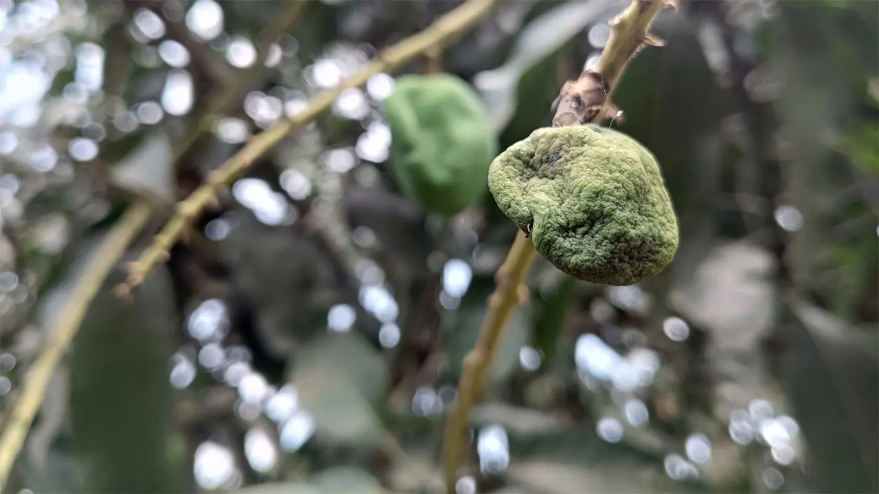 মার্চে তাপপ্রবাহ ও কালবৈশাখীর আভাস, বাড়বে তাপমাত্রা