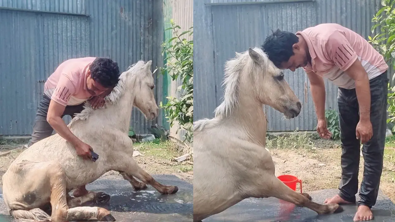 সেই ‘রাজাকে’ বাঁচাতে পারলেন না মামুন বিশ্বাস