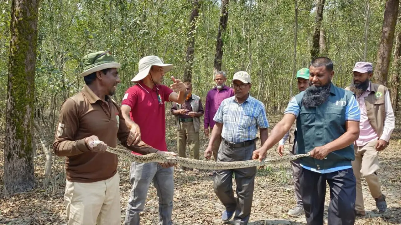 বরগুনায় ৯ ফুট লম্বা অজগর উদ্ধার, সংরক্ষিত বনে অবমুক্ত