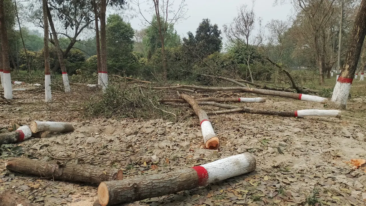 বেরোবিতে ছুটির দিনে অর্ধশত গাছ কর্তন, তোপের মুখে স্থগিত