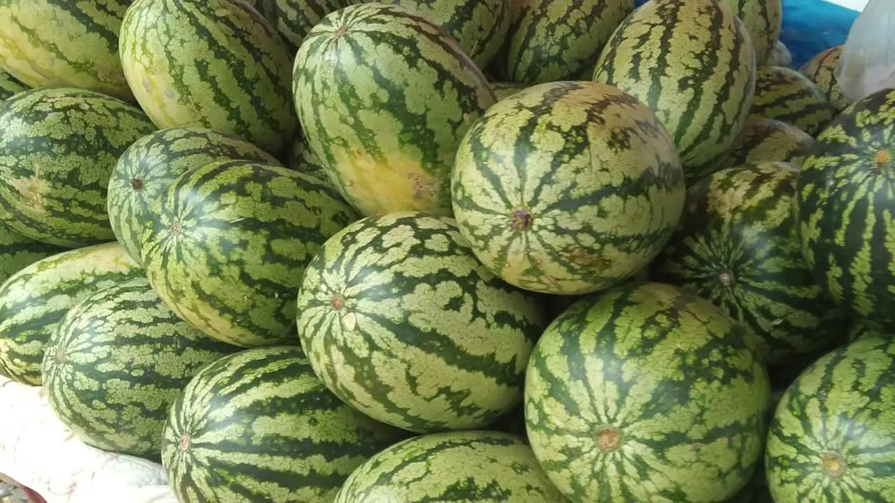 ৯০ টাকার তরমুজ ৬০ টাকা, তবুও মিলছে না ক্রেতা