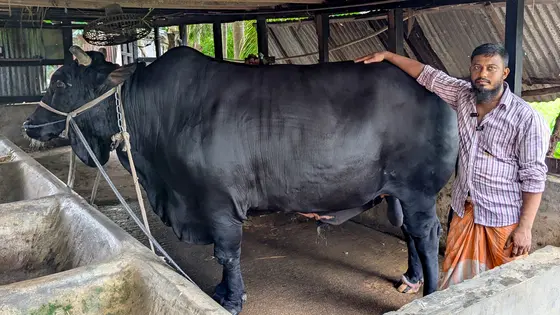 খালেদা জিয়াকে উপহার দেওয়া ষাঁড়টি এবার কোরবানীর হাটে, দাম ২২ লাখ