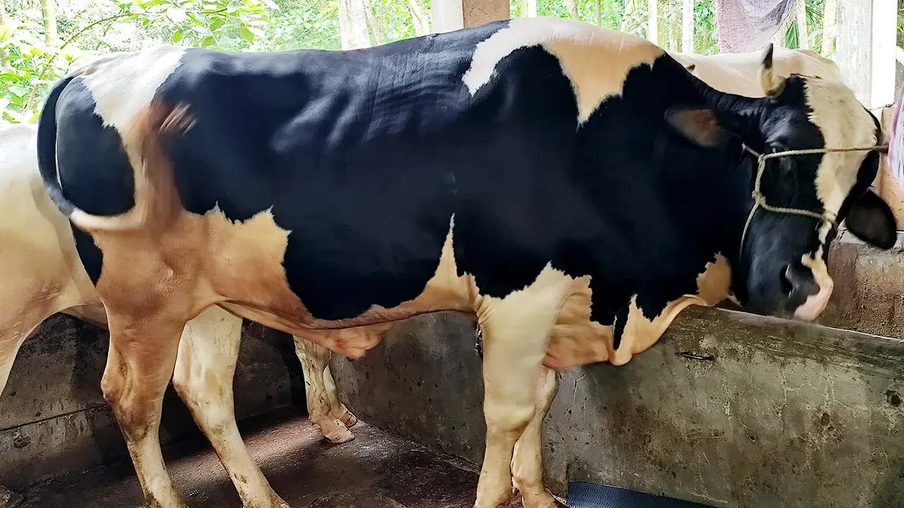 ভোলায় কোরবানির হাট কাঁপাবে ‘কালাচান’ ও ‘সাদাচান’