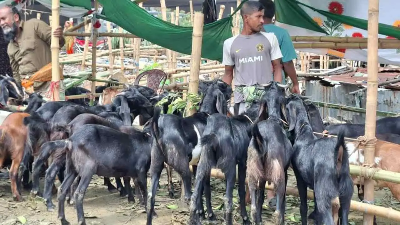 ছোট খাসিও ১৭–২০ হাজার, বড়গুলোর দাম ৩৫ হাজার পর্যন্ত