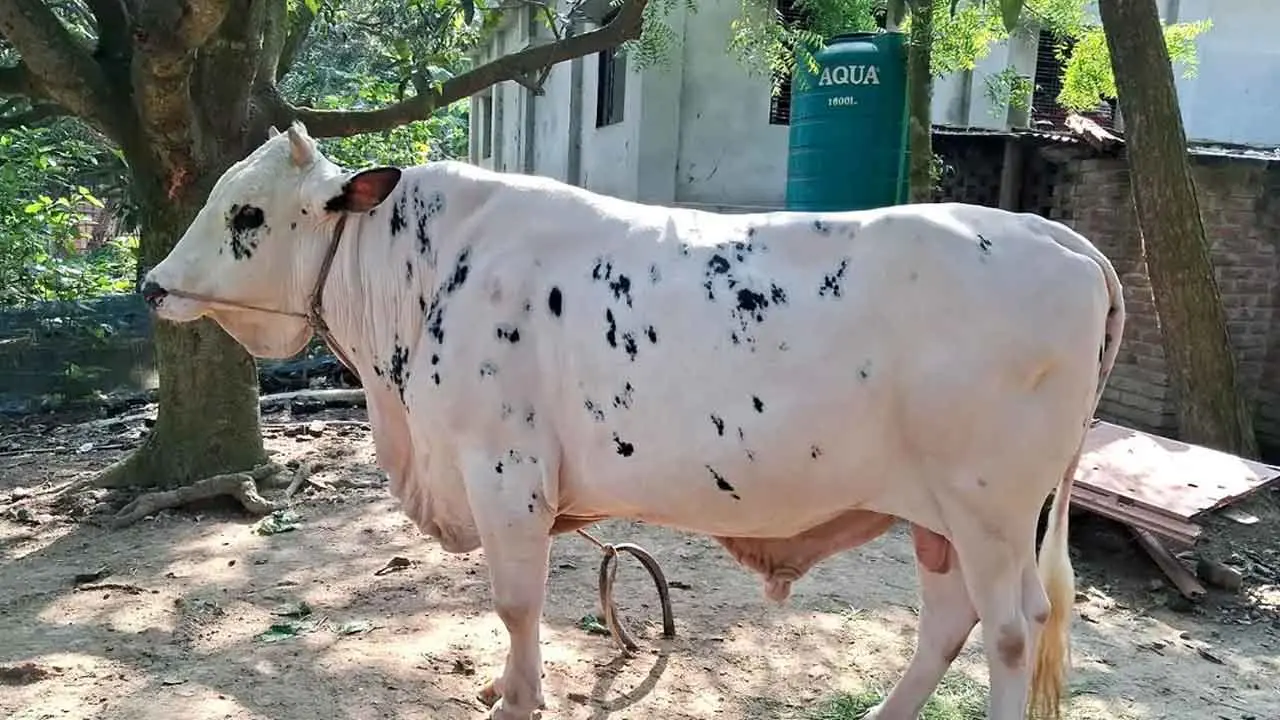 শিং ভাঙা পশু কোরবানি করা যাবে?