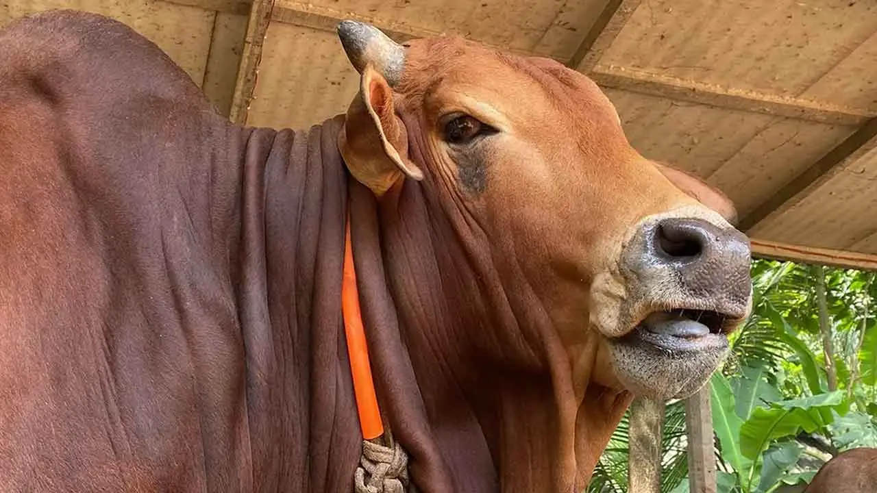 জবাইয়ের সময় পশুর মাথা আলাদা হয়ে গেলে কোরবানি হবে?