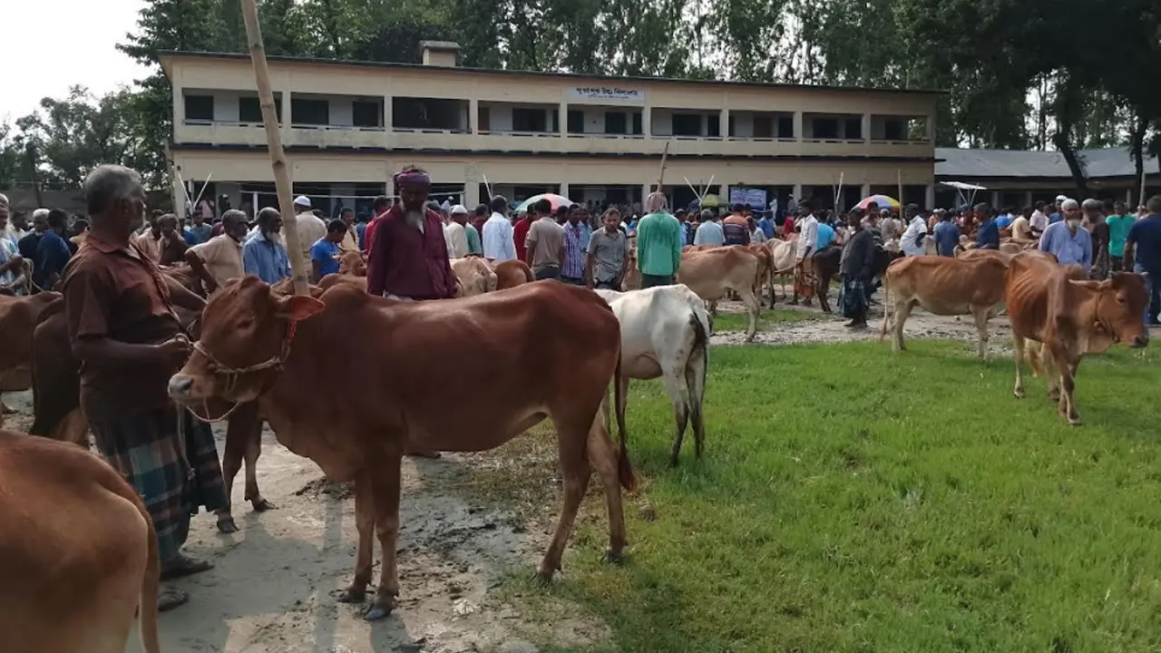 ফের সেই স্কুল মাঠে পশুর হাট, প্রশাসন নীরব