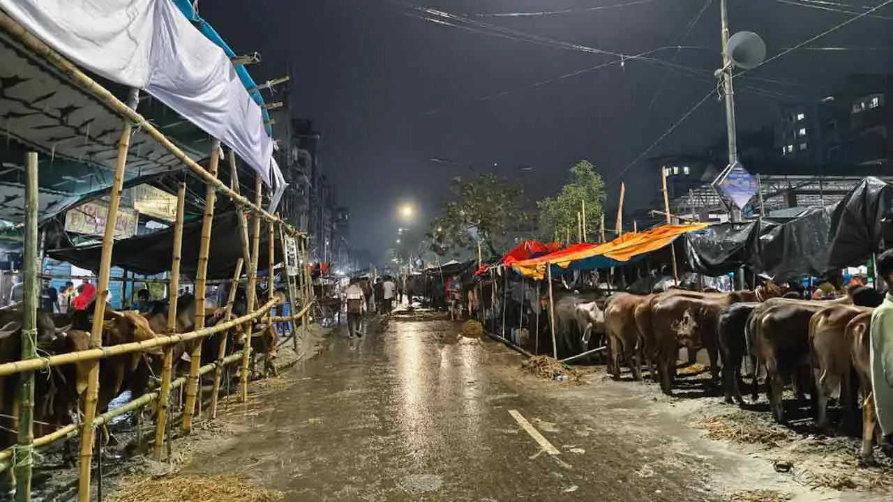 বৃষ্টিতে ছন্নছাড়া রাজধানীর পশুর হাট, ক্রেতার অপেক্ষায় ব্যাপারীরা