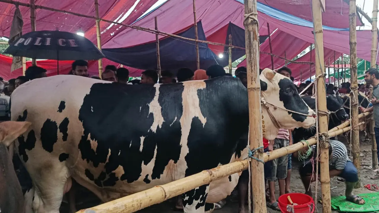 হাটে হাটে ঘুরে বেড়ানোয় ষাঁড়ের নাম রাখা হয়েছে ‘মুসাফির’