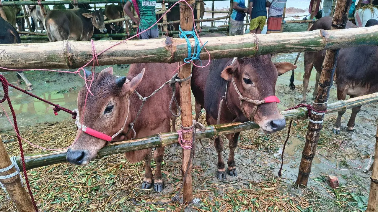 বৃষ্টির পর জমেছে ভিড়, দামে বনিবনা না হওয়ায় ফিরছেন অনেকে