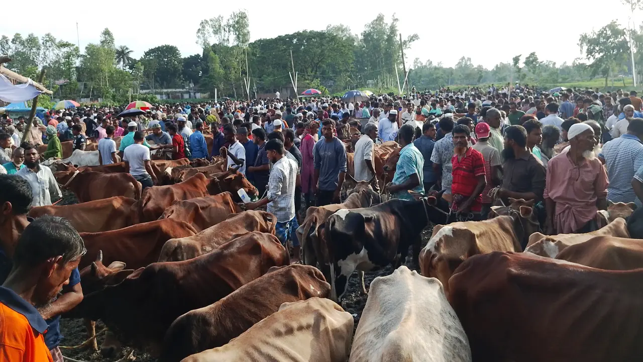 স্কুলমাঠ থেকে সরলো পশুর হাট, পাশের মাঠে দ্বিগুণ হাসিল
