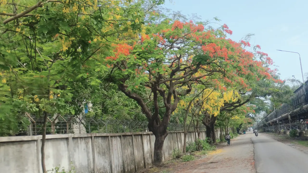 কৃষ্ণচূড়া-সোনালুর লাল-হলুদের রঙে সেজেছে সিইউএফএল সড়ক
