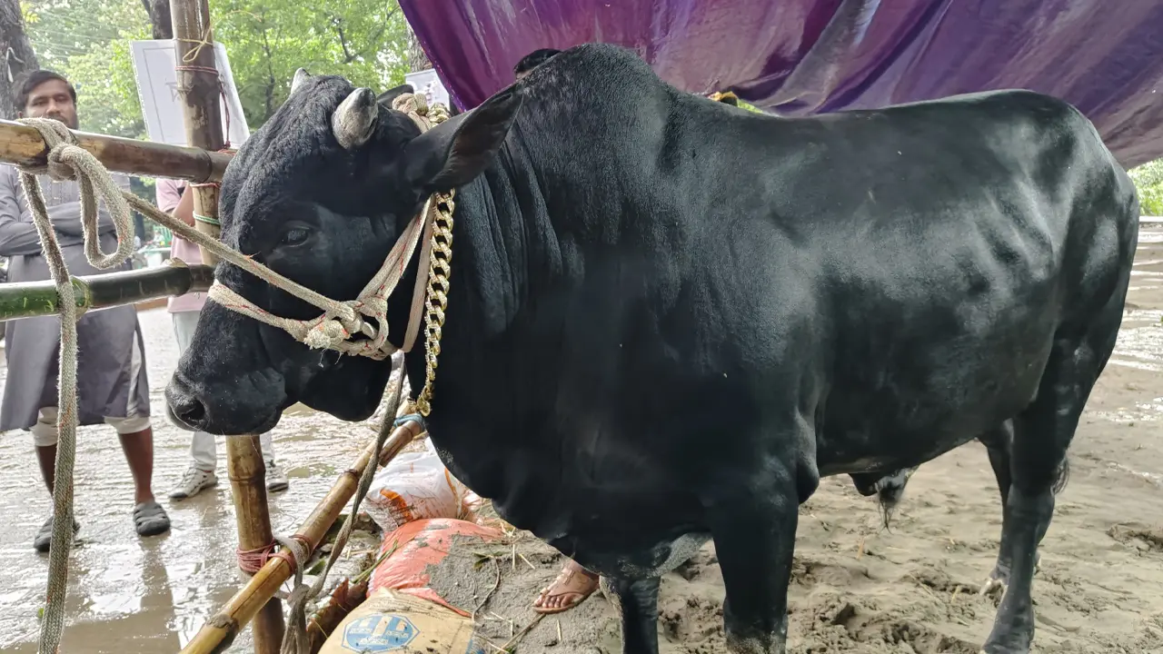 ময়মনসিংহের পশুর হাটে নজর কাড়ছে ‘কমিশনার’