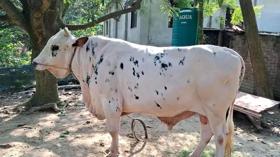 প্রতিদিন ১৫ কেজি খাবার খায় চাঁপাইনবাবগঞ্জের ‘নবাব’, ওজন ২৫ মণ