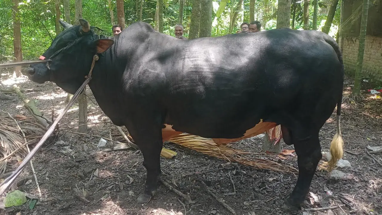খামারির ৯ বছরের যত্নের ফসল, ১৪শ কেজির ‘বাদশা’