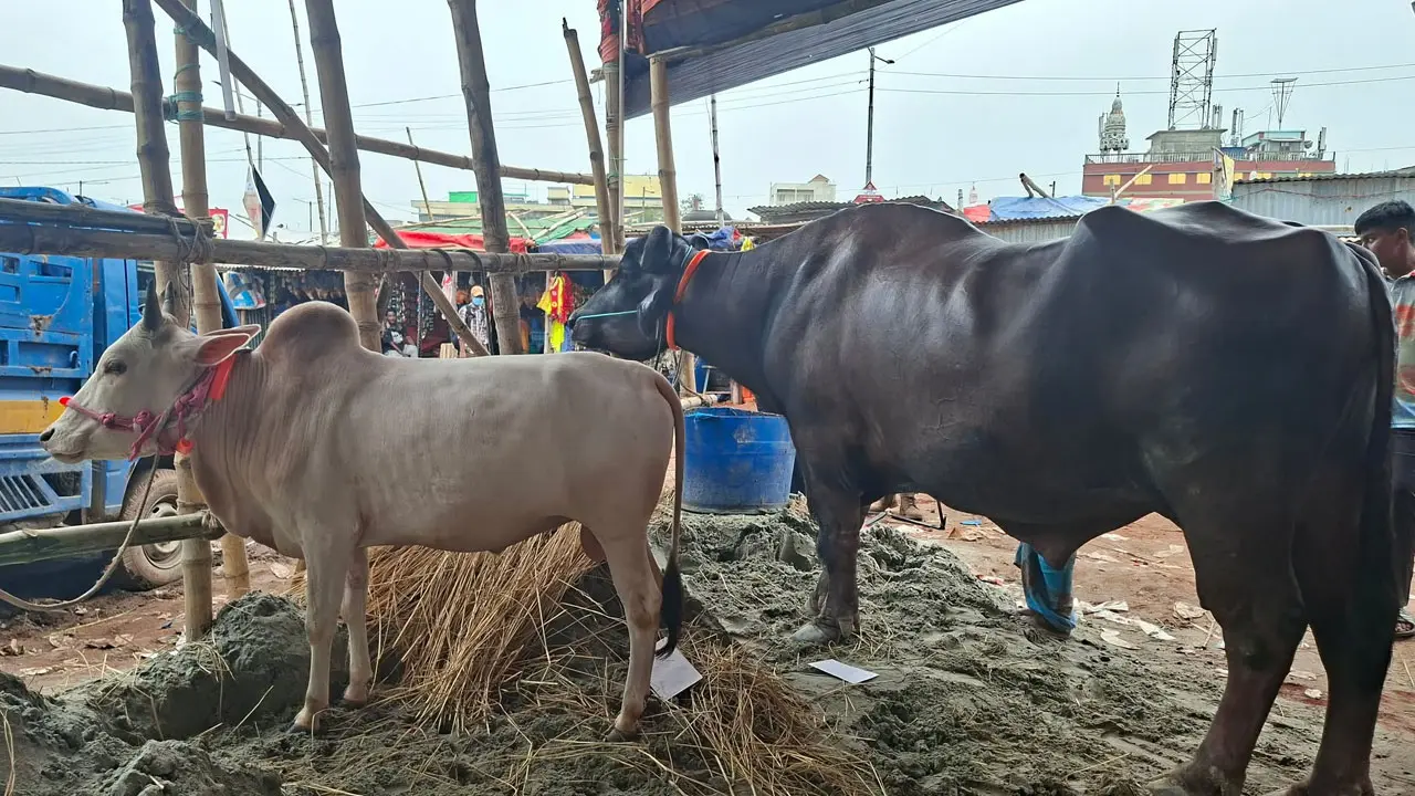 মহিষ কিনলে গরু ফ্রি— এমন অফার থাকলেও এখনও জমেনি গাবতলীর হাট