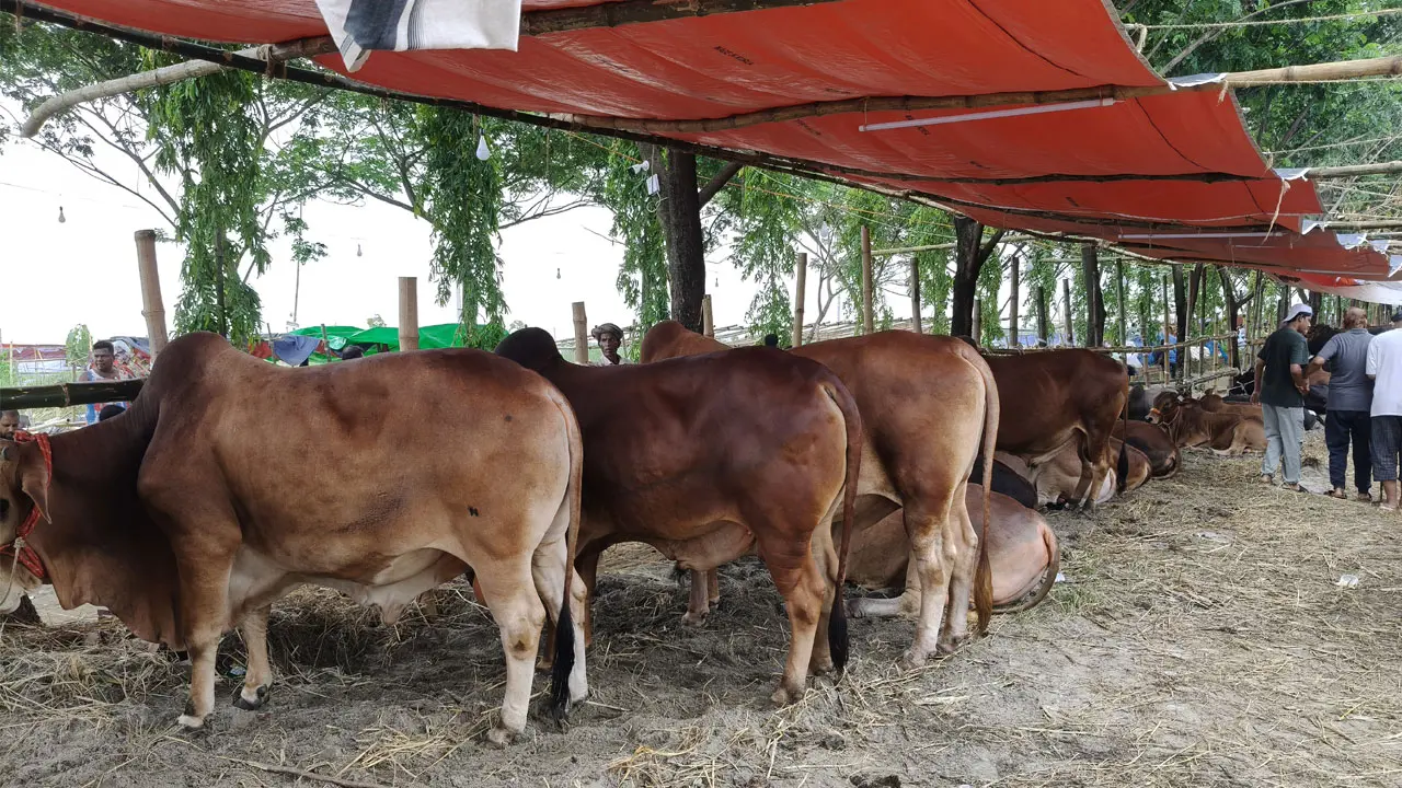 লাখের নিচে গরু নেই