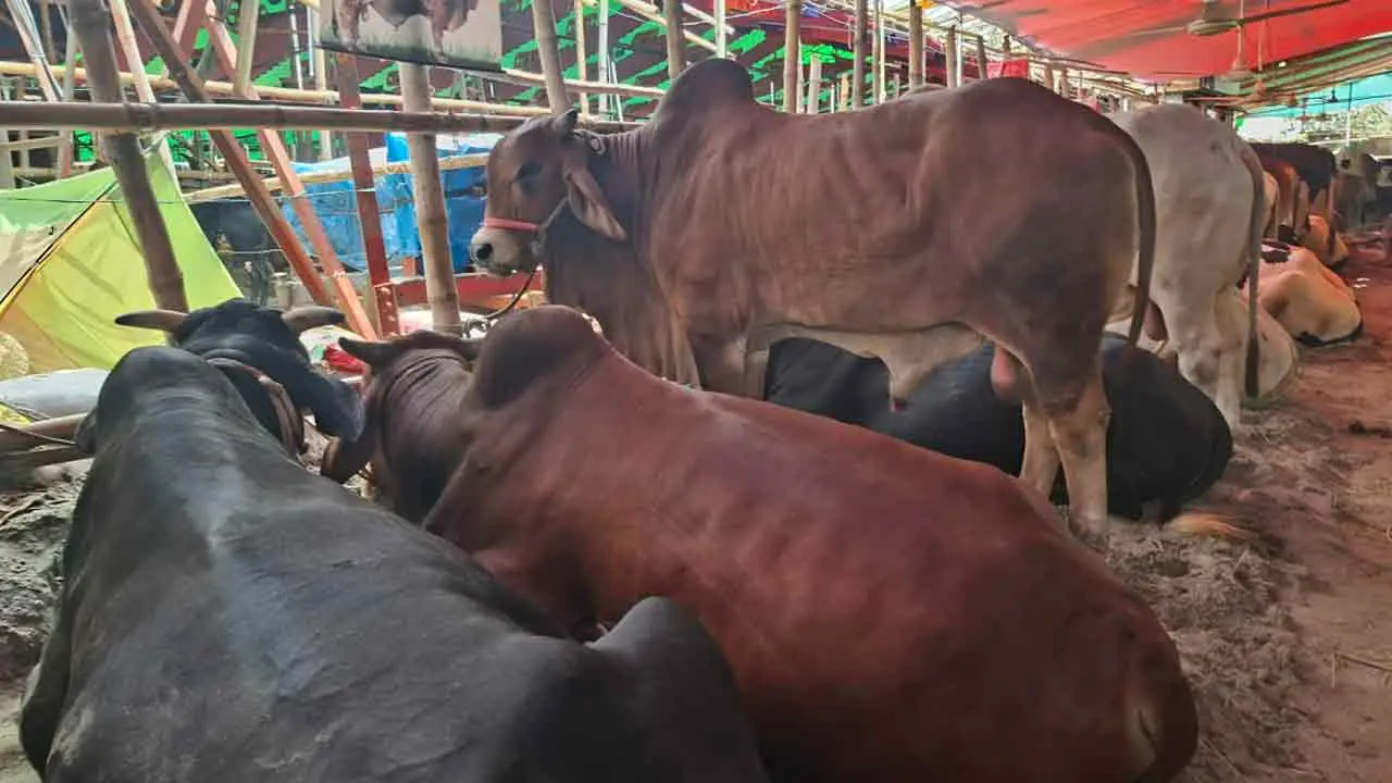 মাঝারি গরুতেই ক্রেতার চোখ, বড় গরু দেখতে ও ছবি তুলতে ভিড়