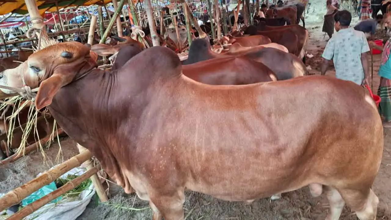 বিক্রি বাড়লেও ‘বাজার ভালো না’ বলছেন বিক্রেতারা