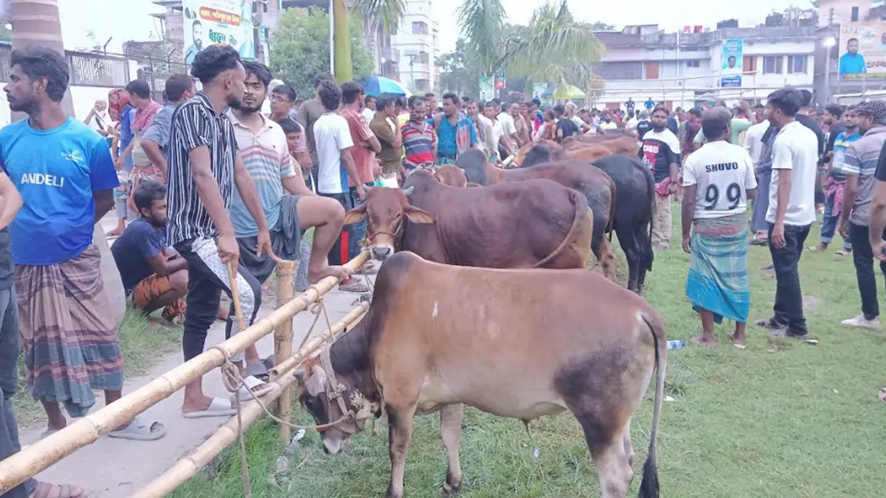 ‘মোটামুটি গরু হলেই লাখ টাকা পার’