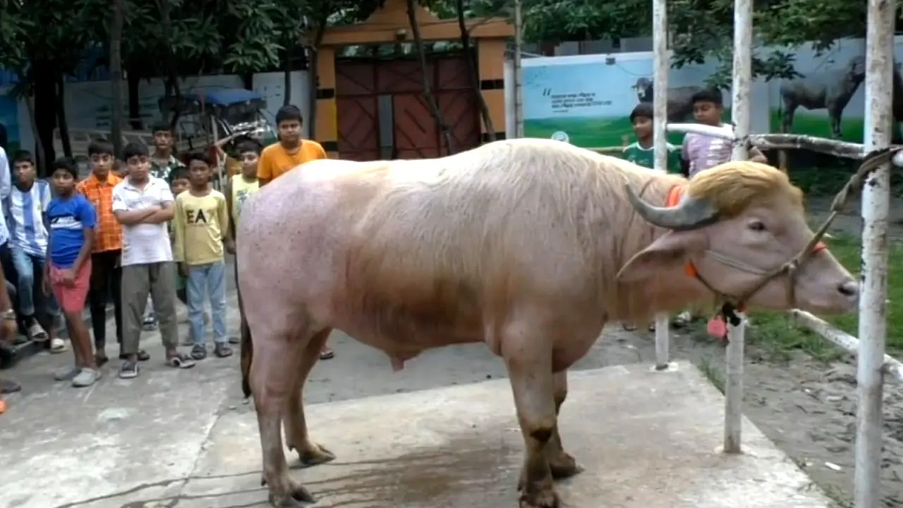 নারায়ণগঞ্জের ‘ডোনাল্ড ট্রাম্প’ যাবে ঢাকায়