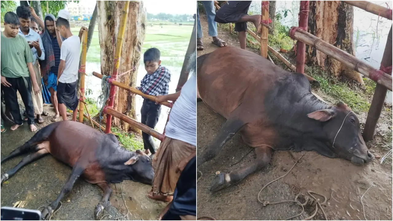 ‘ক্রেতারা ভালো দামও বলছিলেন, বজ্রপাতে সব শেষ হয়ে গেল’
