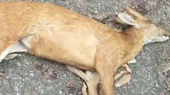 খাদ্যের সন্ধানে লোকালয়ে এসে কুকুরের আক্রমণে প্রাণ গেল মায়া হরিণের