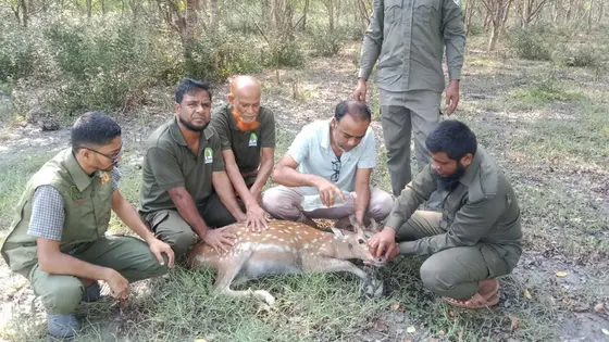 লোকালয়ে আসা আহত দুটি হরিণ উদ্ধার, চিকিৎসা শেষে বনে অবমুক্ত